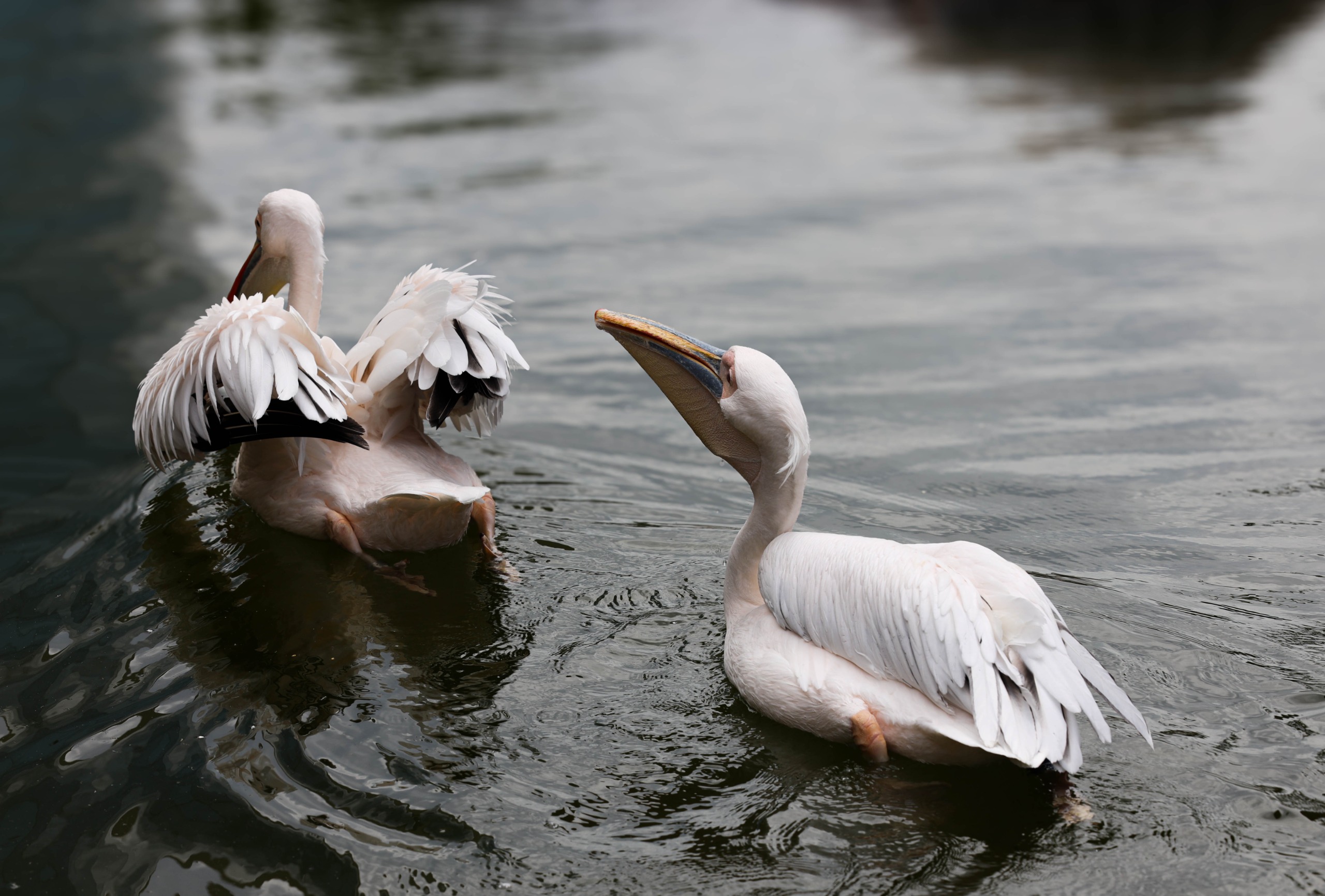 Birds